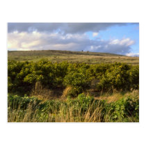 Golan Heights Post Cards
