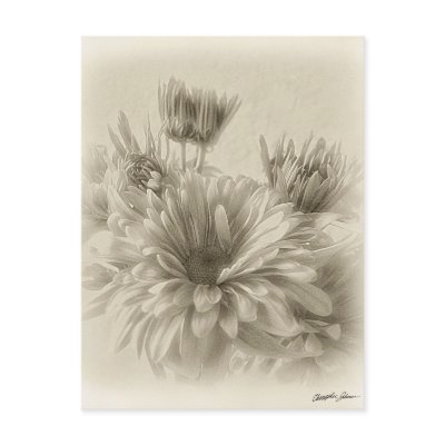 Gold and Brown Chrysanthemums 1 Antiqued Post Card by AntiquedArt