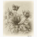 Gold and Brown Chrysanthemums 1 Antiqued t-shirts by AntiquedArt Gold and Brown Chrysanthemums 1 Antiqued t-shirts