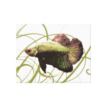 Gold Betta Fighting Fish Canvas Prints