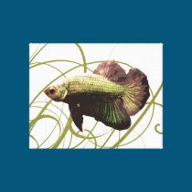 Gold Betta Fighting Fish canvas prints