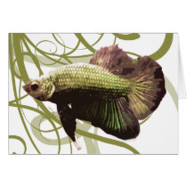 Gold Betta Siamese Fighting Fish Cards
