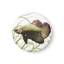 Gold Betta Siamese Fighting Fish Refrigerator Magnets