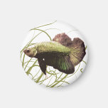 Gold Betta Siamese Fighting Fish Refrigerator Magnets