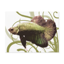 Gold Betta Siamese Fighting Fish Postcard