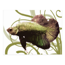 Gold Betta Siamese Fighting Fish Postcard