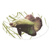 Gold Betta Siamese Fighting Fish Oval Sticker