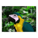 Gold & Blue Macaw posters
