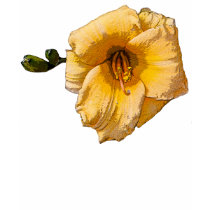 Gold Daylily t-shirts by kphotos Gold Daylily t-shirts