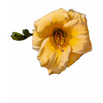 Gold Daylily t-shirts by kphotos Gold Daylily t-shirts