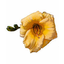 Gold Daylily t-shirts by kphotos Gold Daylily t-shirts