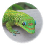 Gold Dust Day Gecko – Audition and Get Some Gecko stickers