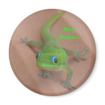Gold Dust Day  Gecko magnets