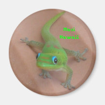 Gold Dust Day  Gecko Magnets