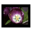 "Gold Dust" Purple Tulip Photography Print