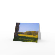 gold fields cards