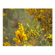 Gold Finch and Yellow Flowers Postcards