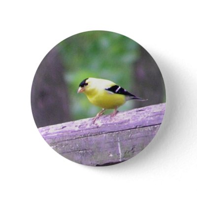 Gold Finch Pinback Buttons by kahmier