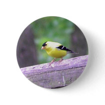 Gold Finch buttons