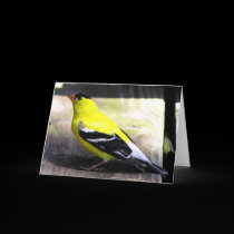 Gold Finch Card