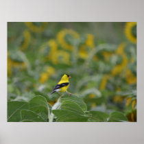 Gold Finch in sunflower field photo poster