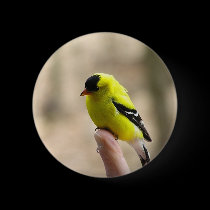 Gold Finch on My Finger buttons