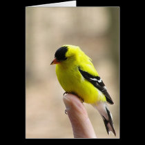 Gold Finch on My Finger cards