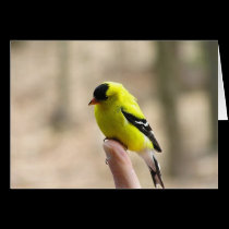 Gold Finch on My Finger cards