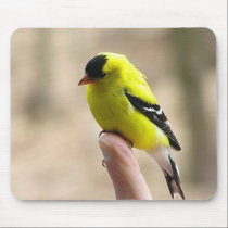 Gold Finch on My Finger mousepads