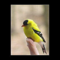 Gold Finch on My Finger postcards