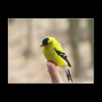 Gold Finch on My Finger postcards