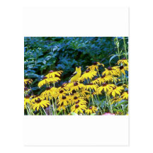 Gold Finch Post Cards
