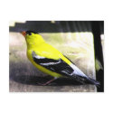 Gold Finch Postcard by kahmier Gold Finch Postcard