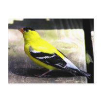 Gold Finch Postcard