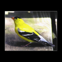 Gold Finch Postcard