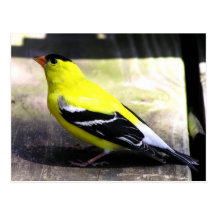 Gold Finch Postcard