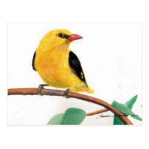 Gold Finch Postcard