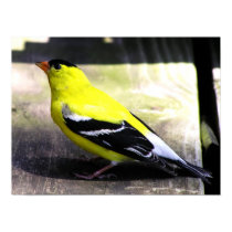 Gold Finch Poster / Print