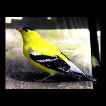 Gold Finch Poster / Print posters