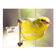 Gold Finch Swinging On Feeder Postcard