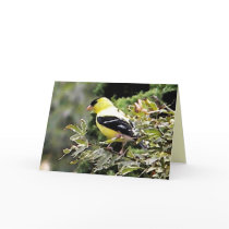 Gold finch thinking of you card
