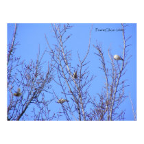Gold Finches 1 posters