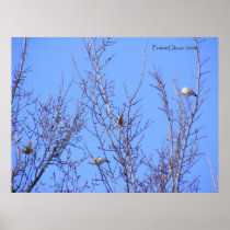 Gold Finches 1 Print