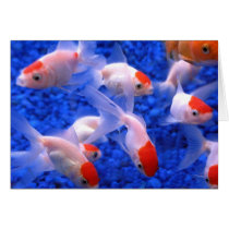 Gold Fish cards by OLANartist Gold Fish cards