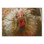 Gold-Laced Wyandotte Hen Cards