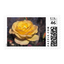 Gold  Medal Rose Stamps