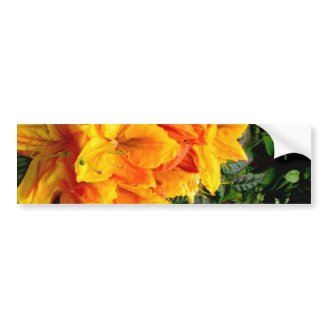 Gold Petals Bumper Stickers
