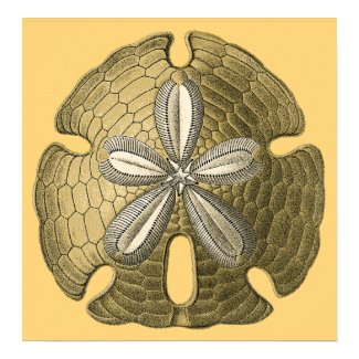 Gold Sand Dollar Poster Print print