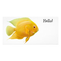 Gold Severum Cichlid Photo Card