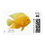Gold Severum Cichlid Postage postage